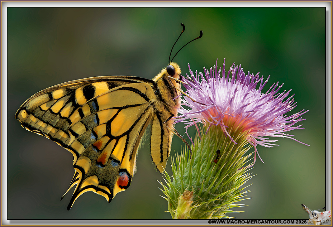 Machaons